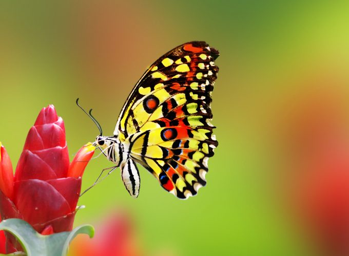 Wallpaper butterfly, flowers, 4k, Animals 936975645